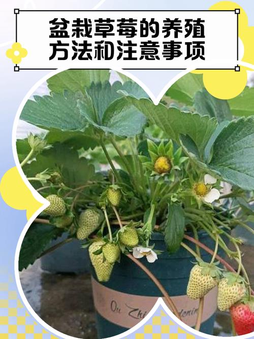 草莓盆栽种植视频,关键步骤有哪些?-图3 草莓盆栽种植视频,关键步骤有哪些?-图3