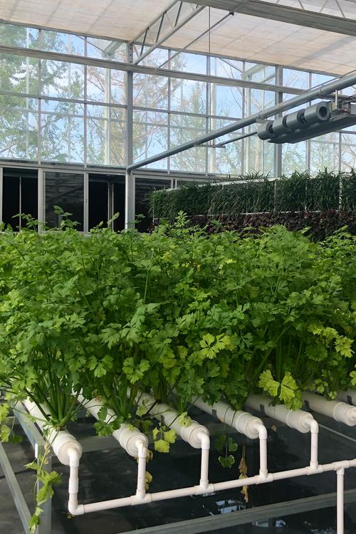 种大棚蔬菜技术视频，哪些技巧能提产量？-图1