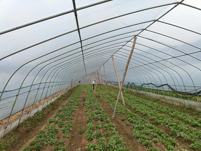 种大棚蔬菜技术视频，哪些技巧能提产量？-图2