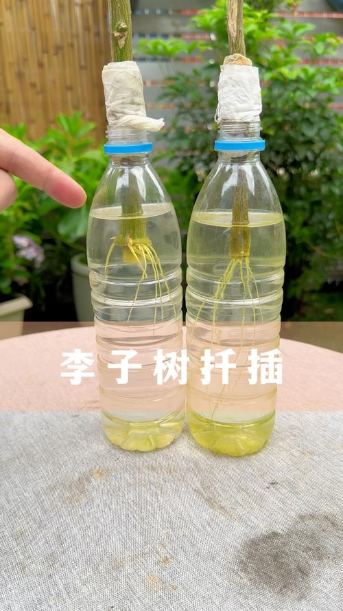 啥树品种扦插成活率高？-图2