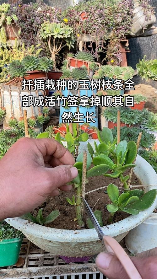 啥树品种扦插成活率高？-图3