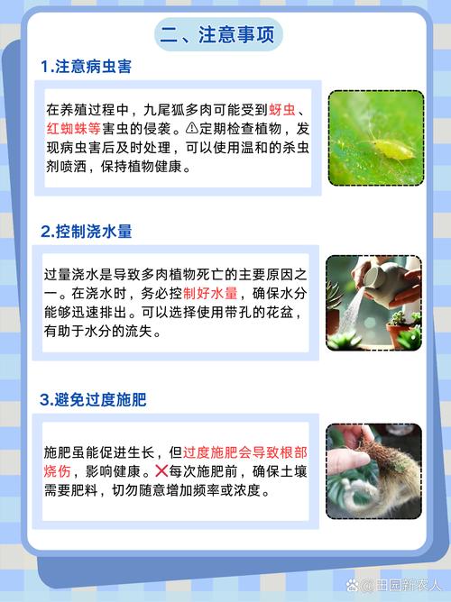 九尾狐多肉到底有多少品种?-图2 九尾狐多肉到底有多少品种?-图2