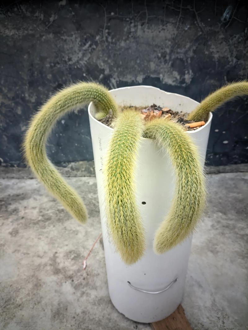 九尾狐多肉到底有多少品种?-图3 九尾狐多肉到底有多少品种?-图3