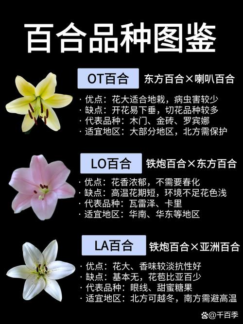 百合花的品种详细介绍-图2 百合花的品种详细介绍-图2