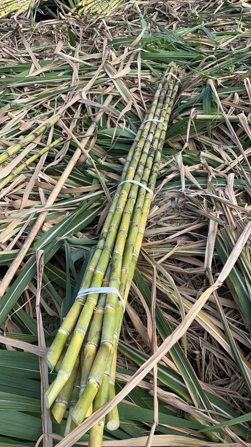 产量最高的糖蔗新品种是哪个？-图3