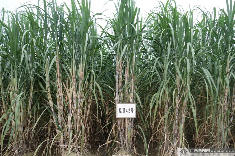 产量最高的糖蔗新品种是哪个?-图1 产量最高的糖蔗新品种是哪个?-图1