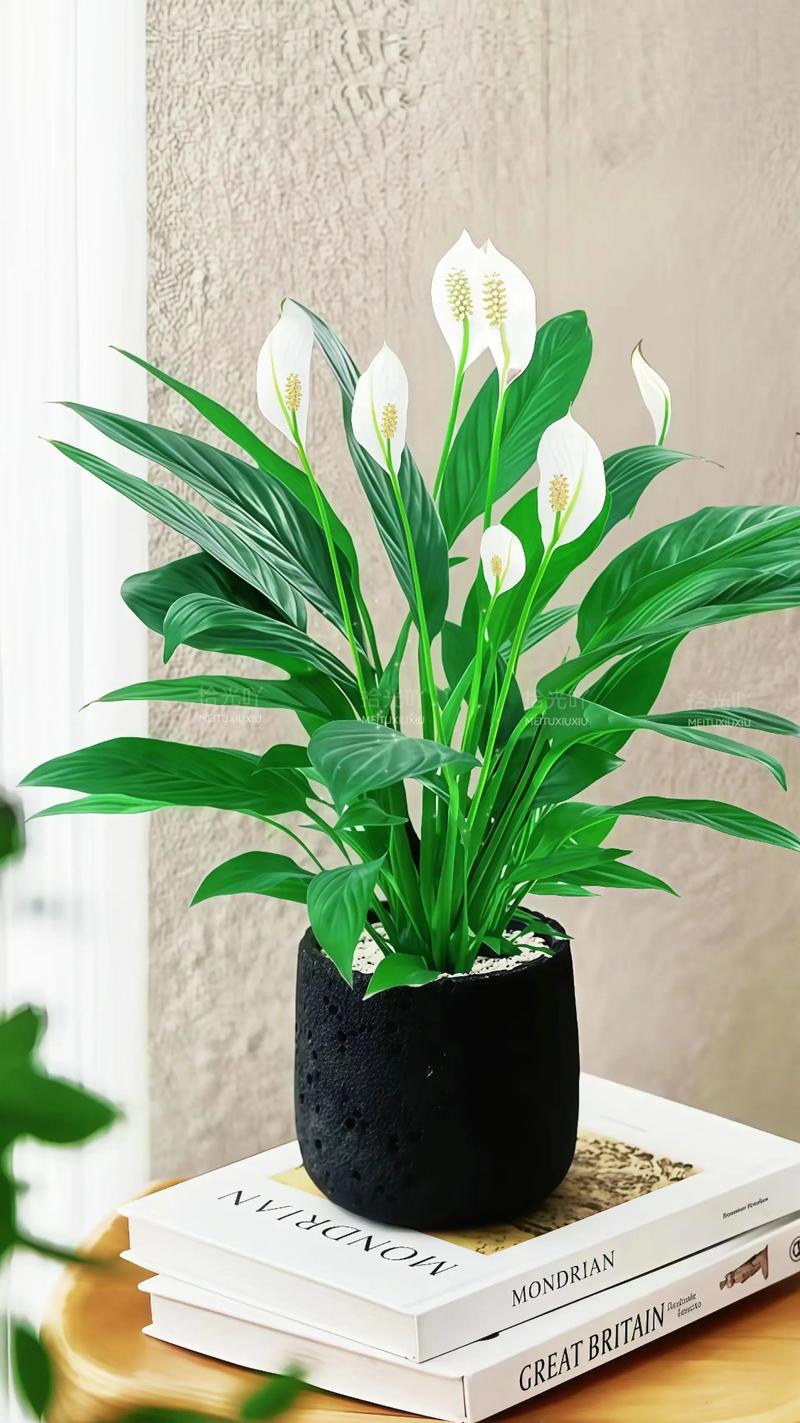 什么品种的一帆风顺最好养?-图1 什么品种的一帆风顺最好养?-图1