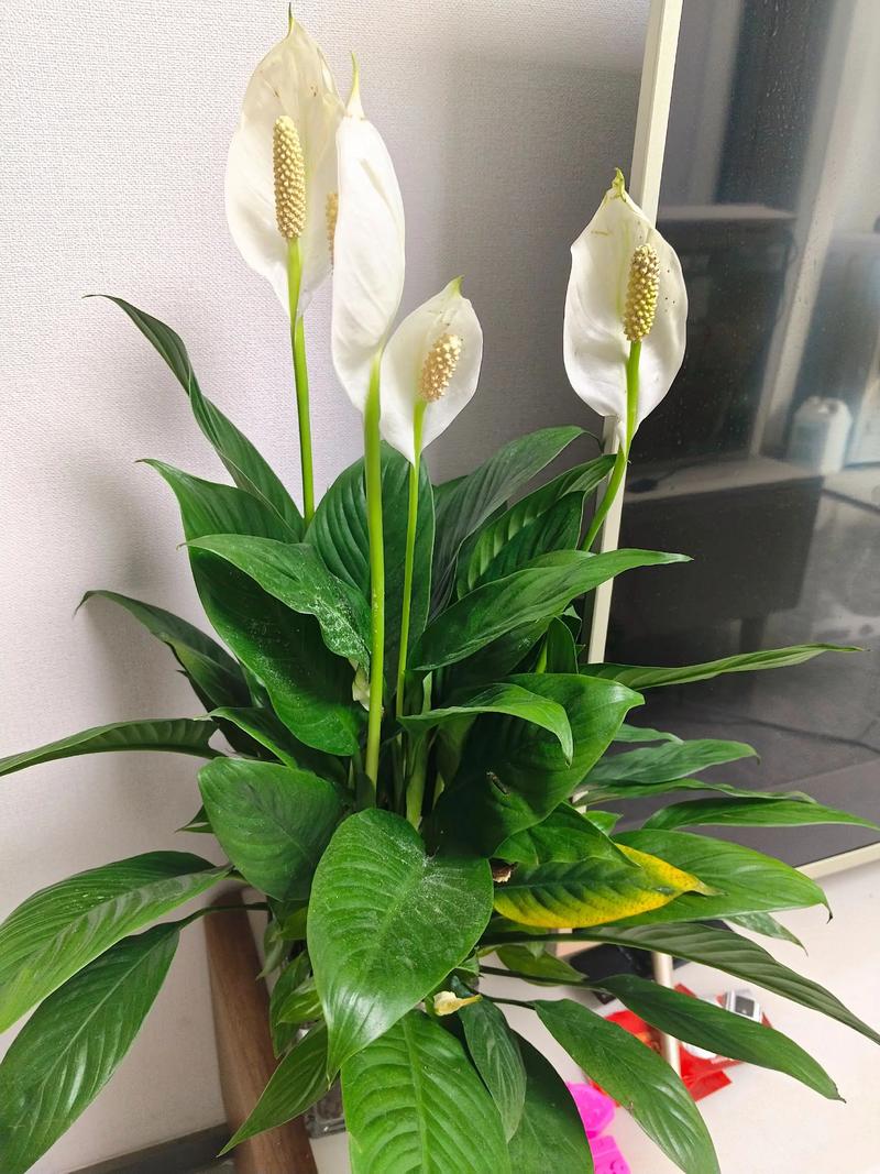 什么品种的一帆风顺最好养?-图2 什么品种的一帆风顺最好养?-图2