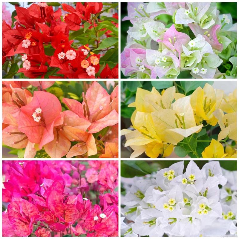 三角梅开花大品种有哪些?-图1 三角梅开花大品种有哪些?-图1