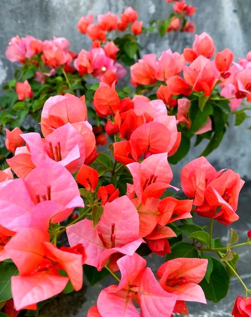 三角梅开花大品种有哪些?-图3 三角梅开花大品种有哪些?-图3