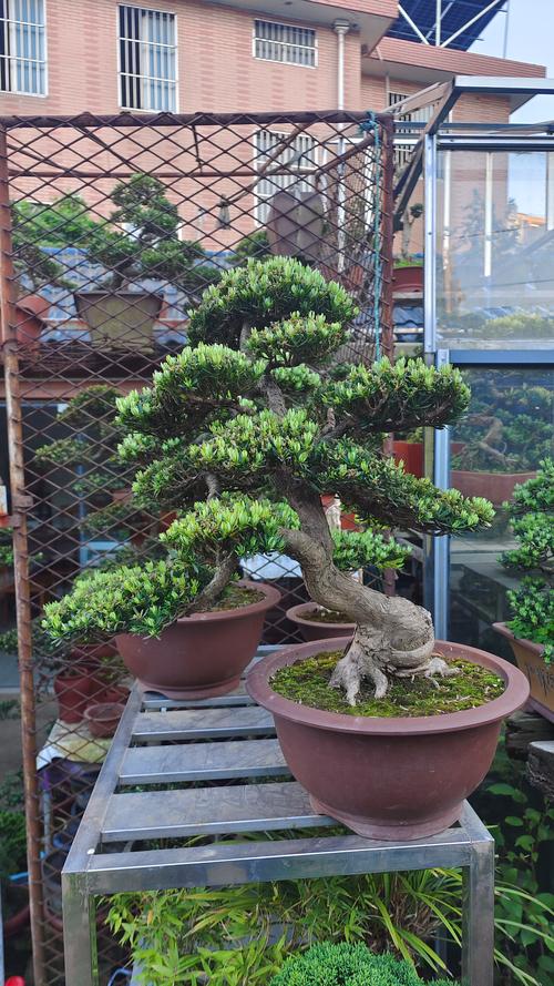 有雀舌罗汉松品种吗？-图2