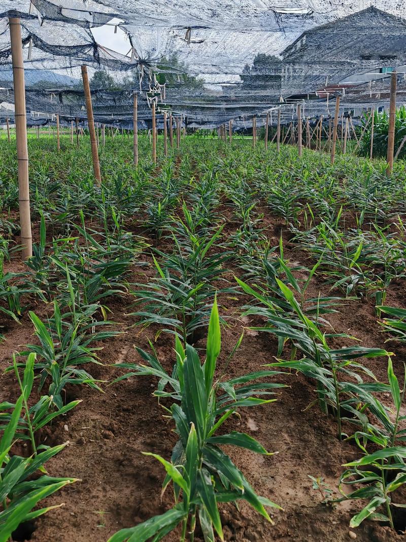 南方生姜种植有哪些关键技术?-图1 南方生姜种植有哪些关键技术?-图1