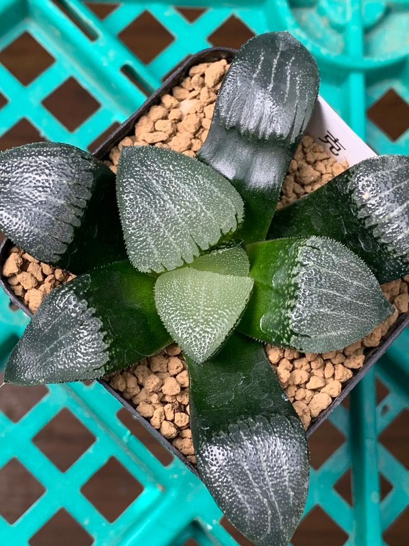 十二卷属多肉有哪些常见品种?-图2 十二卷属多肉有哪些常见品种?-图2