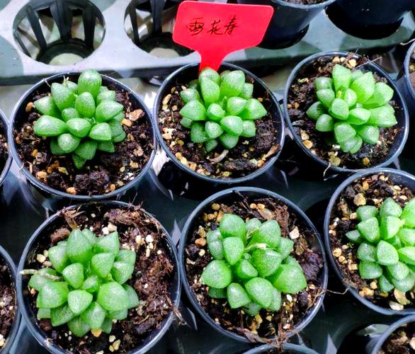 十二卷属多肉有哪些常见品种?-图3 十二卷属多肉有哪些常见品种?-图3