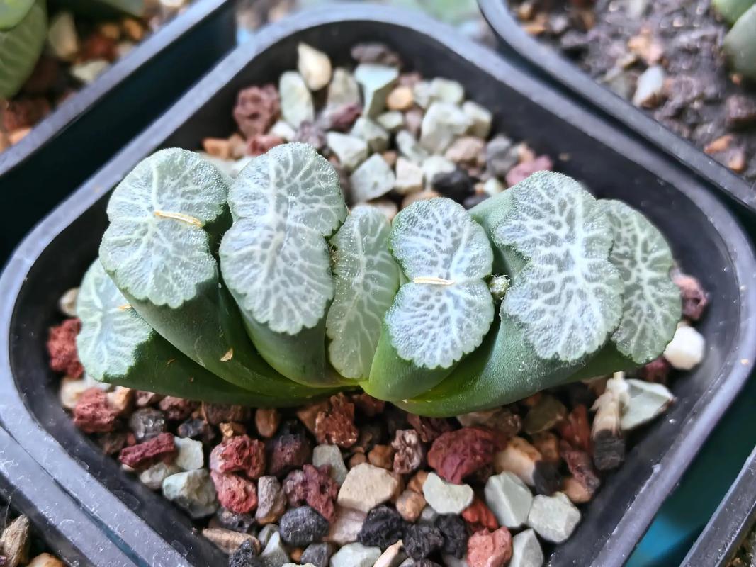 十二卷属多肉有哪些常见品种?-图1 十二卷属多肉有哪些常见品种?-图1