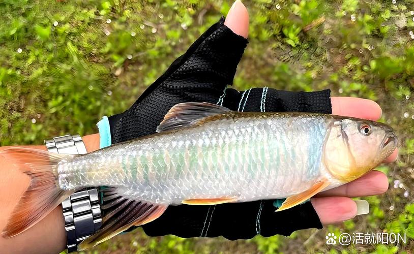 罗非鱼全人工繁殖技术如何突破？-图2