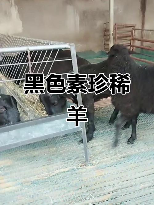 乌骨山羊是独立品种吗?-图1 乌骨山羊是独立品种吗?-图1