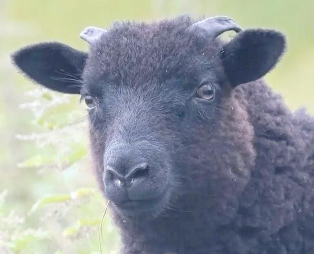 乌骨山羊是独立品种吗?-图2 乌骨山羊是独立品种吗?-图2