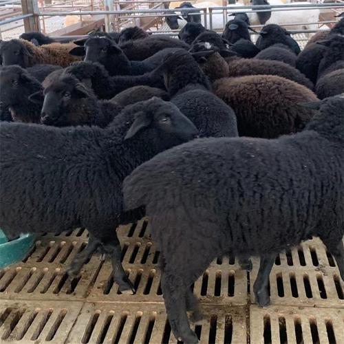 乌骨山羊是独立品种吗?-图3 乌骨山羊是独立品种吗?-图3