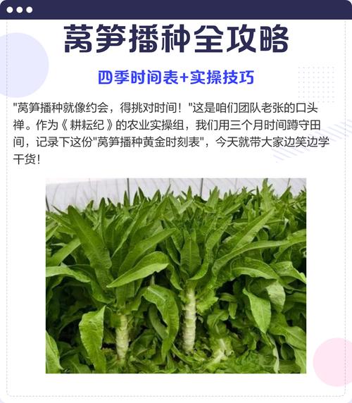 早春露地莴笋怎么种才能高产?-图3 早春露地莴笋怎么种才能高产?-图3