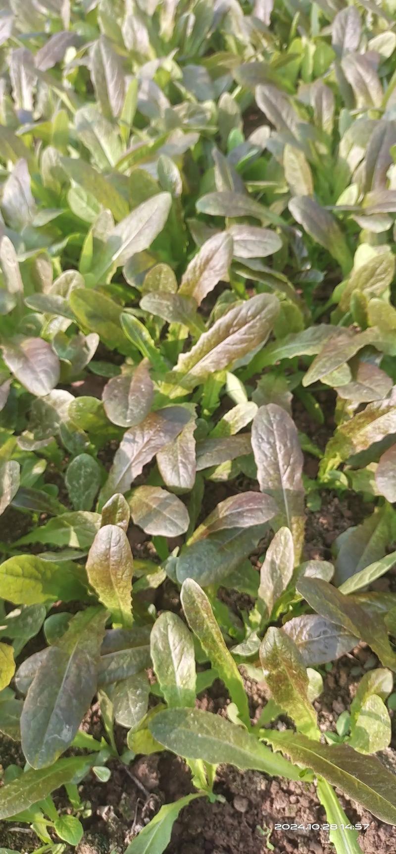 早春露地莴笋怎么种才能高产?-图2 早春露地莴笋怎么种才能高产?-图2