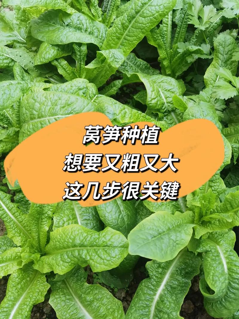 早春露地莴笋怎么种才能高产?-图1 早春露地莴笋怎么种才能高产?-图1