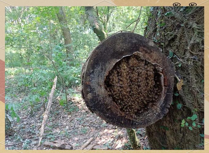 中蜂麻色品种是否更易分蜂?-图3 中蜂麻色品种是否更易分蜂?-图3