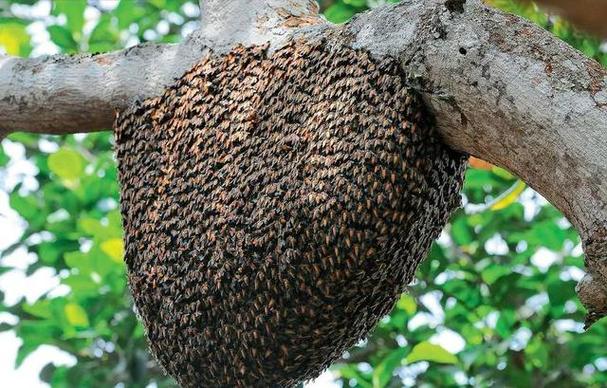 中蜂麻色品种是否更易分蜂?-图1 中蜂麻色品种是否更易分蜂?-图1