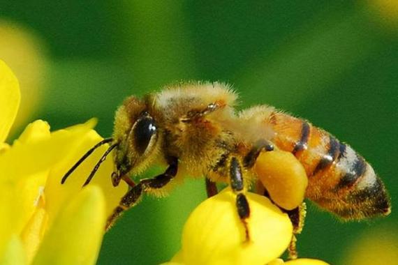 中蜂麻色品种是否更易分蜂?-图2 中蜂麻色品种是否更易分蜂?-图2