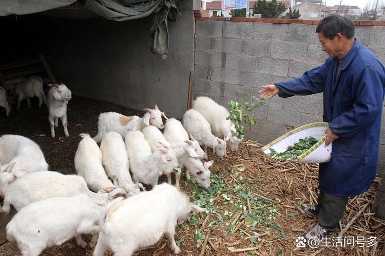 陕北白绒山羊养殖技术有哪些关键要点?-图2 陕北白绒山羊养殖技术有哪些关键要点?-图2