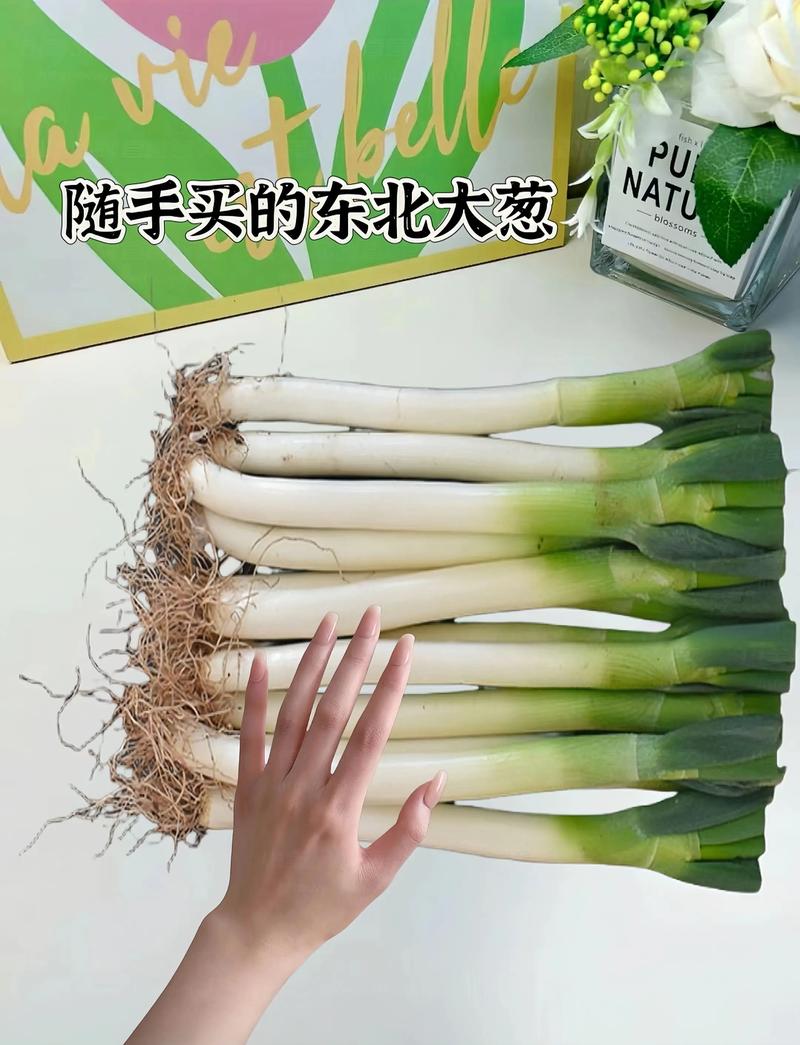 大葱2025年价格会涨还是会跌?-图2 大葱2025年价格会涨还是会跌?-图2