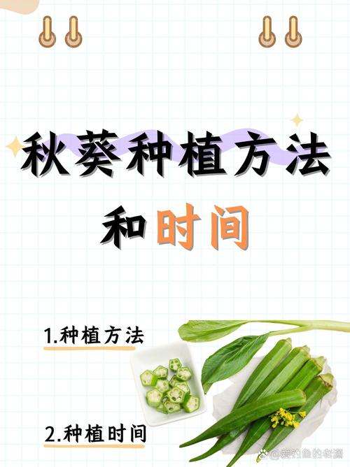 秋葵种植视频,新手必看哪些技术要点?-图2 秋葵种植视频,新手必看哪些技术要点?-图2