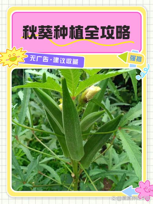 秋葵种植视频,新手必看哪些技术要点?-图1 秋葵种植视频,新手必看哪些技术要点?-图1