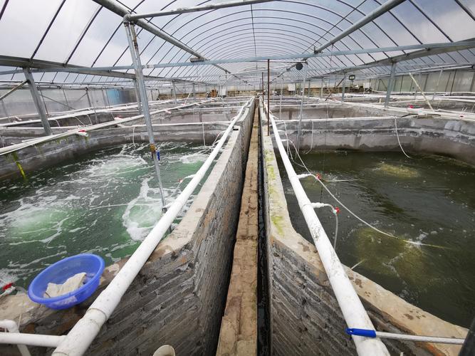 白对虾养殖哪里技术好-图1 白对虾养殖哪里技术好-图1