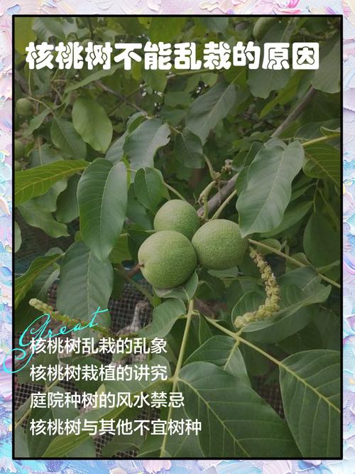 核桃种植技术哪家强？亩收益究竟有多高？-图2