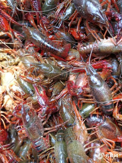 藕田立体养龙虾，技术要点有哪些？-图3