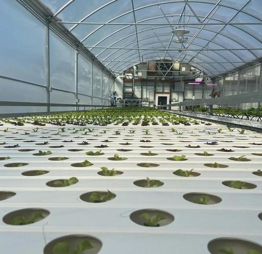 大棚蔬菜种植最新技术有哪些新突破?-图1 大棚蔬菜种植最新技术有哪些新突破?-图1