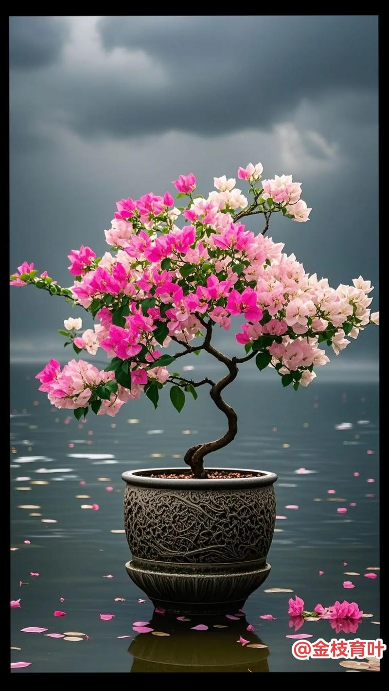 三角梅哪个品种颜值爆表？-图2