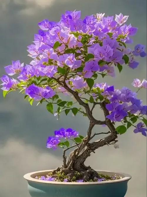 三角梅哪个品种颜值爆表？-图1