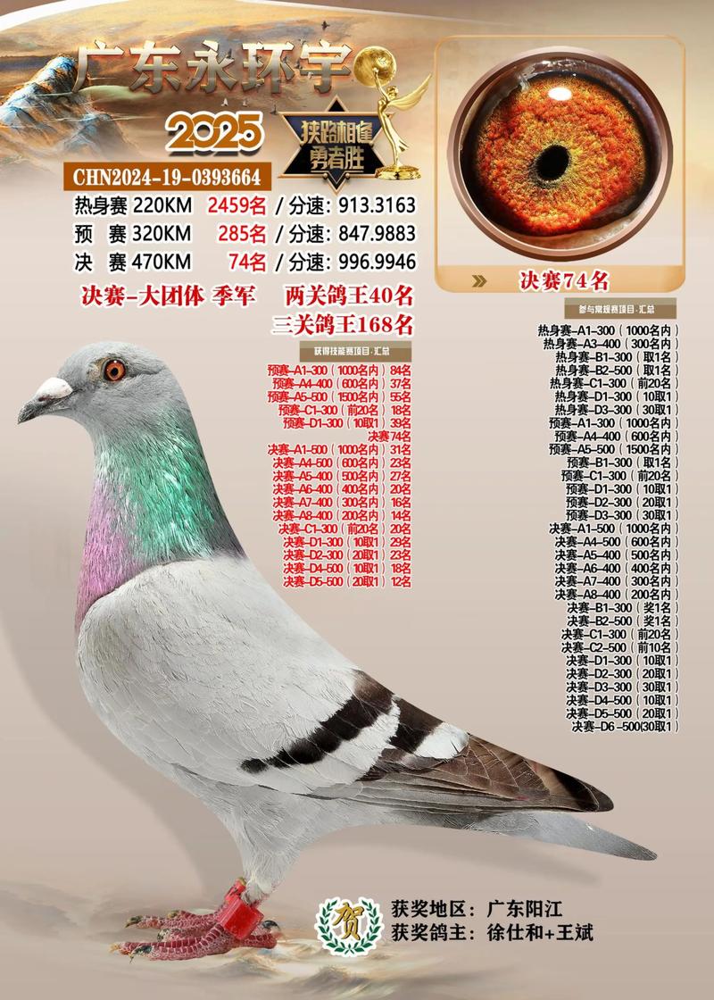 2025肉食鸽最新价格-图2