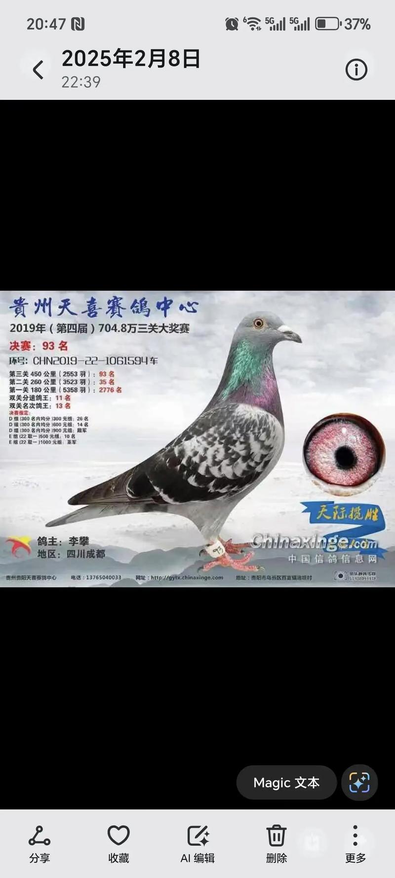 2025肉食鸽最新价格-图1 2025肉食鸽最新价格-图1