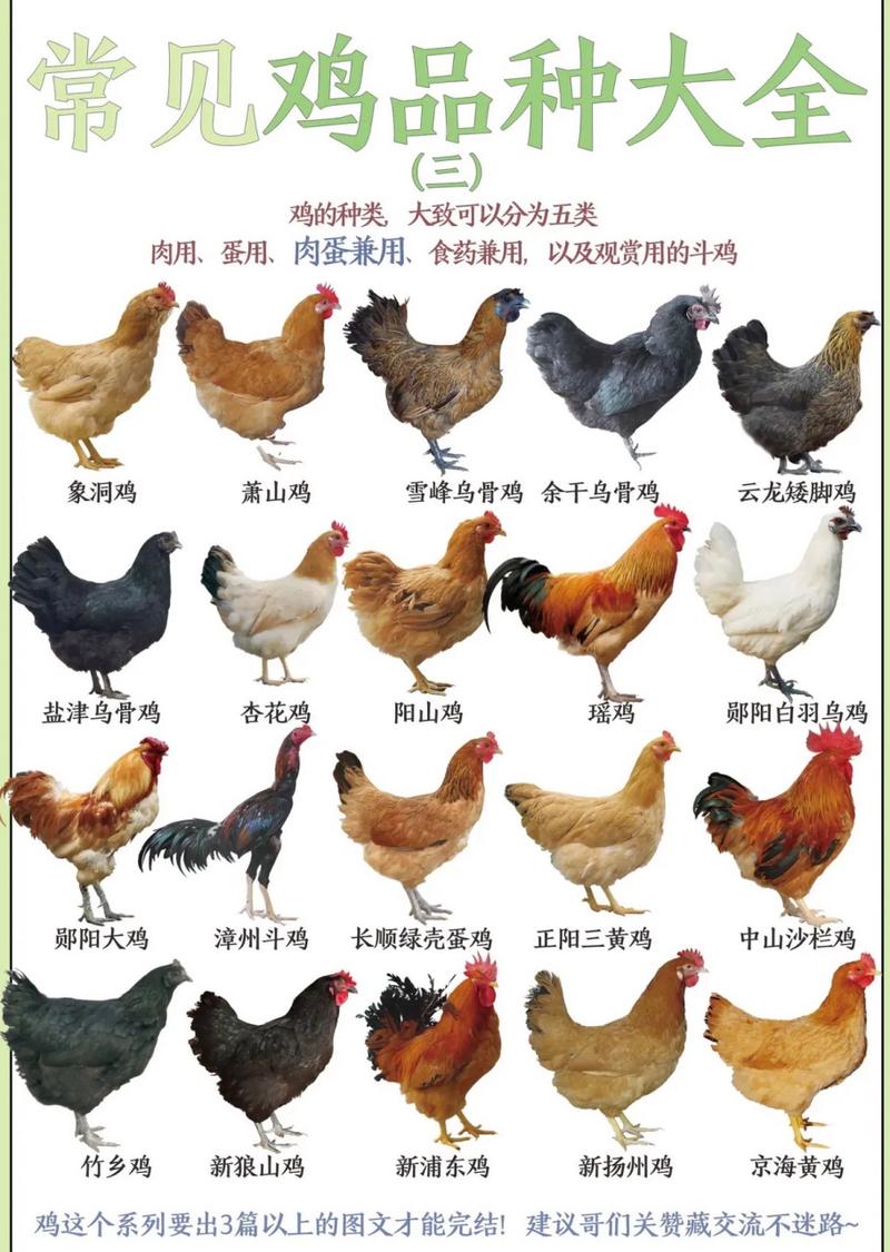 市场上鸡的品种究竟有多少?-图2 市场上鸡的品种究竟有多少?-图2