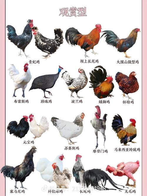 鸡常见品种是哪两种？-图2