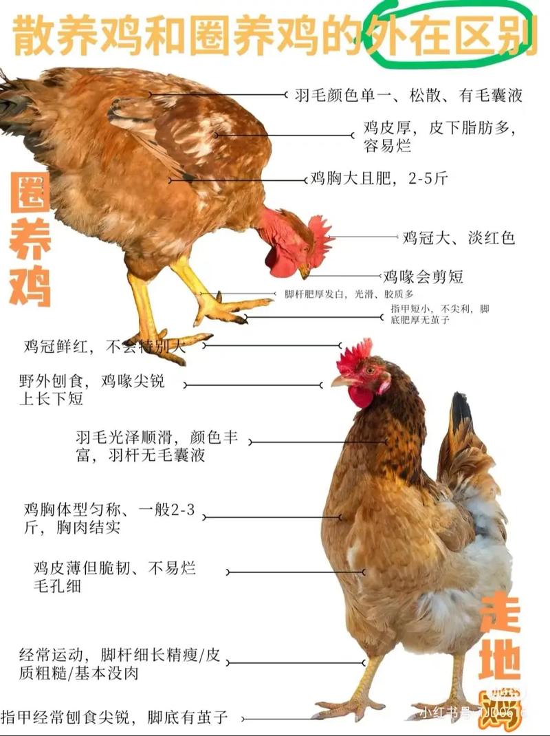 鸡常见品种是哪两种？-图1