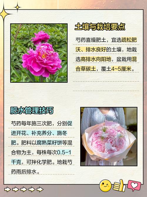 芍药栽培技术视频,关键步骤有哪些?-图1 芍药栽培技术视频,关键步骤有哪些?-图1