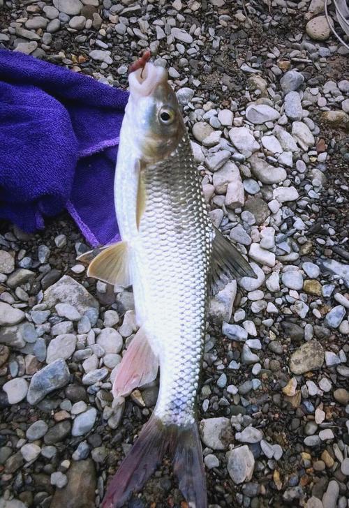 四川有哪些有名淡水鱼品种?-图1 四川有哪些有名淡水鱼品种?-图1