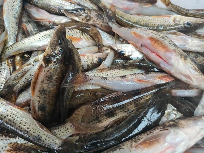 四川有哪些有名淡水鱼品种?-图2 四川有哪些有名淡水鱼品种?-图2