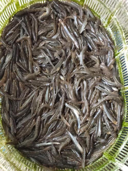 四川有哪些有名淡水鱼品种?-图3 四川有哪些有名淡水鱼品种?-图3