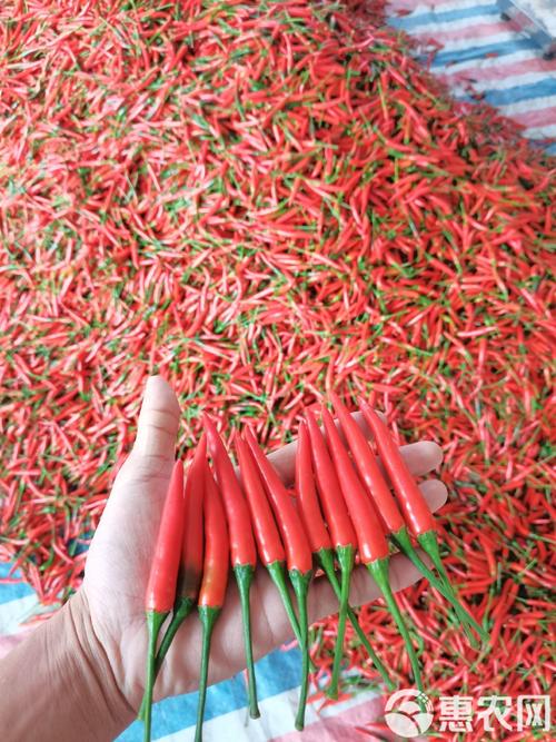 河南朝天椒有哪些主栽品种?-图2 河南朝天椒有哪些主栽品种?-图2