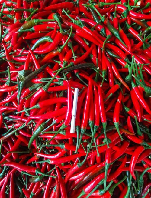 河南朝天椒有哪些主栽品种?-图1 河南朝天椒有哪些主栽品种?-图1